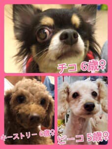 🐾今日の里親様募集中ワンコ🐶メンバーです🐾2020,8,3